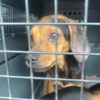 Rescue Mixed Breed Dogs for Adoption in Huntington, West Virginia - Egon | PetCurious