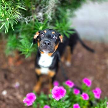 0643-D26 -  Mixed Breed Dog for Adoption in Port Charlotte, Florida - 0643-D26 | PetCurious