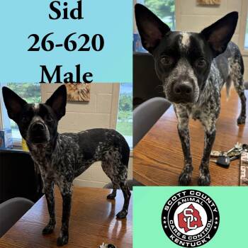 Sid -  Cattle Dog and Chihuahua Dog for Adoption in Georgetown, Kentucky - Sid | PetCurious