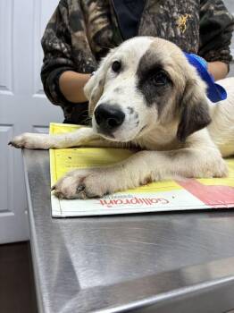 Birch -  Great Pyrenees Dog for Adoption in Marietta, Georgia - Birch | PetCurious