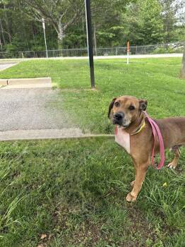 Chance “Chase” -  Labrador Retriever Dog Available for Adoption in Winder, Georgia - Chance “Chase” | PetCurious