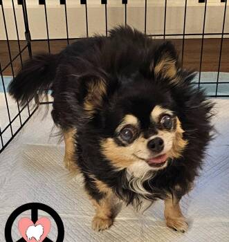 Pomeranian and Chihuahua Dogs Available for Adoption in Lebanon, Pennsylvania - Skylar | PetCurious