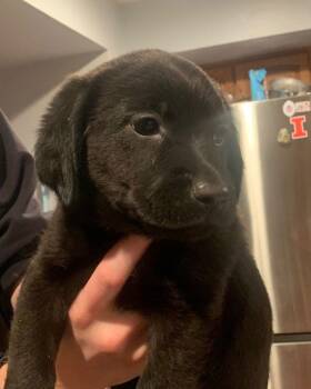 Beagle and Labrador Retriever Dogs Available for Adoption - Maris | PetCurious