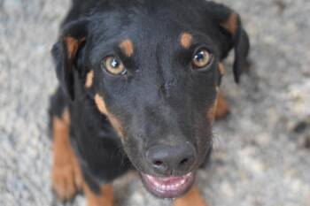 Pazzo (Road Girl P3) -  Labrador Retriever Dog for Adoption in Pahrump, Nevada - Pazzo (Road Girl P3) | PetCurious