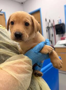 Bodie (Bx11) -  Labrador Retriever and Golden Retriever Dog for Adoption in Hartsville, South Carolina - Bodie (Bx11) | PetCurious