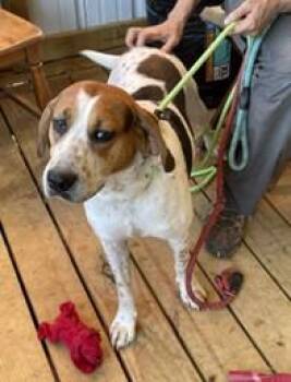 Rescue Treeing Walker Coonhound Dogs for Adoption in Cowen, West Virginia - DELILAH | PetCurious