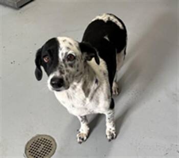 SIA -  Labrador Retriever Dog for Adoption in Corpus Christi, Texas - SIA | PetCurious