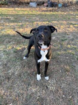 Mixed Breed Dogs Available for Adoption in Boston, Massachusetts - Dane Ryan | PetCurious