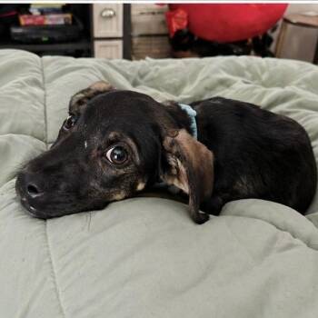 Mixed Breed Dogs Available for Adoption in Little Rock, Arkansas - Beau | PetCurious