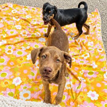 Terrier Dogs Available for Adoption in Hopkinton, Massachusetts - Theo | PetCurious