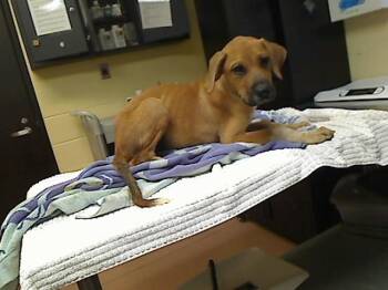 HARVEY -  Boxer and Pit Bull Terrier Dog for Adoption in Cookeville, Tennessee - HARVEY | PetCurious