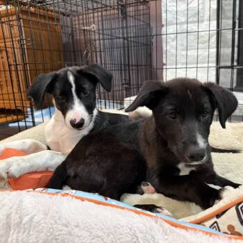 Scout -  Treeing Walker Coonhound Dog for Adoption in Festus, Missouri - Scout | PetCurious