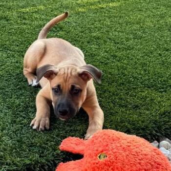 Roscoe -  Black Mouth Cur Dog for Adoption in Williston, Vermont - Roscoe | PetCurious