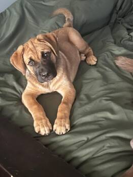 Shepherd and Mastiff Dogs Available for Adoption in Oshawa, Ontario - Baxter | PetCurious