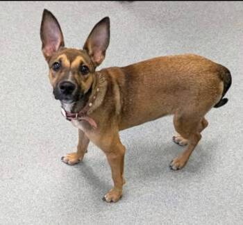 Pearl -  Mixed Breed Dog for Adoption in Blountville, Tennessee - Pearl | PetCurious