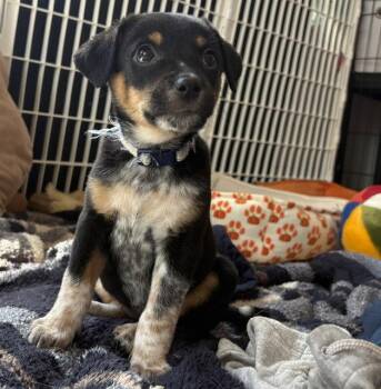 Lebo -  Australian Cattle Dog Blue Heeler Dog for Adoption in Newport, Kentucky - Lebo | PetCurious