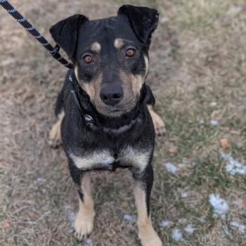 Mixed Breed Dogs Available for Adoption - Sweetheart | PetCurious