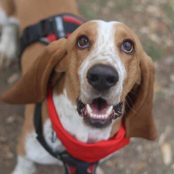 Basset Hound Dogs Available for Adoption - FLETCHER | PetCurious