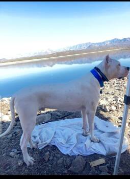 Dogo Argentino Dogs Available for Adoption in Phoenix, Arizona - Achilles (Courtesy Post) | PetCurious