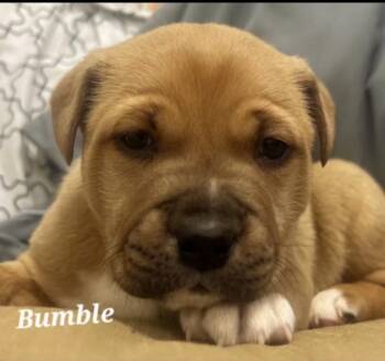 Rescue Labrador Retriever and German Shepherd Dog Dogs for Adoption in Cambridge, Maryland - Bumble | PetCurious