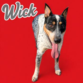 Wick -  Australian Cattle Dog Blue Heeler and Mixed Breed Dog for Adoption in Scottsdale, Arizona - Wick | PetCurious