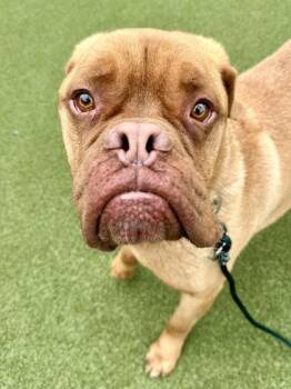 Dogue De Bordeaux and Mixed Breed Dogs Available for Adoption in Wichita, Kansas - Crash | PetCurious
