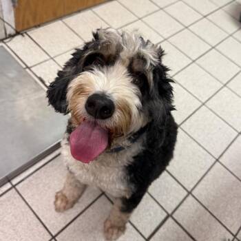 Luke aka Beau -  Mixed Breed Dog for Adoption in Charleston, West Virginia - Luke Aka Beau | PetCurious