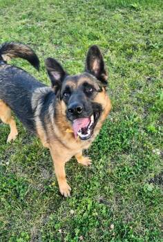 Rescue German Shepherd Dog and Mixed Breed Dogs for Adoption in Winnipeg, Manitoba - Ruben | PetCurious