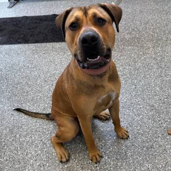 Rescue Black Mouth Cur and Mixed Breed Dogs for Adoption in Parkersburg, West Virginia - Lazy | PetCurious