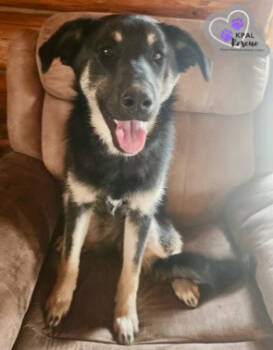 Rescue Mixed Breed Dogs for Adoption in Kenai, Alaska - Snow Angel - Fun In The Snow Litter | PetCurious