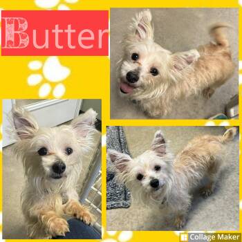 Maltipoo Dogs Available for Adoption - Butter | PetCurious