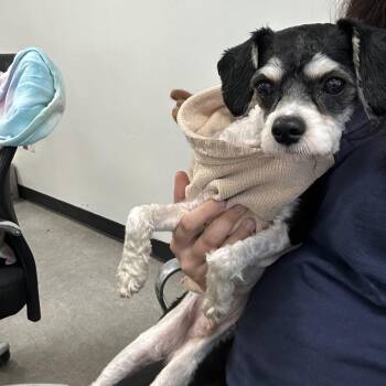 Mixed Breed Dogs Available for Adoption in Philadelphia, Pennsylvania - Rudolph | PetCurious