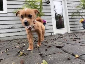 Bubbles -  Pomeranian and Poodle Dog for Adoption in Brunswick, Georgia - Bubbles | PetCurious