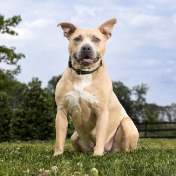 Mixed Breed Dogs Available for Adoption in Franklin, Tennessee - Buck | PetCurious