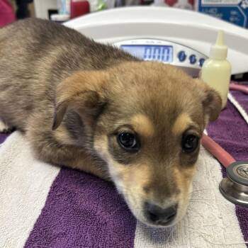 Mixed Breed Dogs Available for Adoption in Flagstaff, Arizona - Pansy | PetCurious