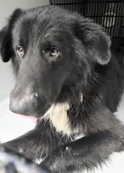 A658023 -  German Shepherd Dog and Mixed Breed Dog for Adoption in Houston, Texas - A658023 | PetCurious