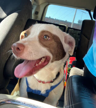 Rescue Terrier Dogs for Adoption in Tulsa, Oklahoma - Sarah | PetCurious