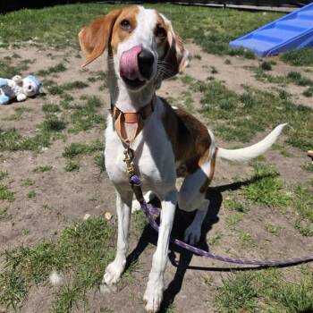 CUPCAKE -  Treeing Walker Coonhound and Mixed Breed Dog for Adoption in Methuen, Massachusetts - CUPCAKE | PetCurious