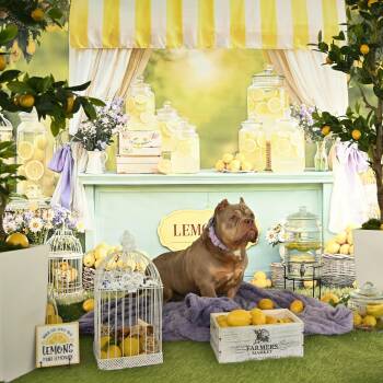 Staffordshire Bull Terrier Dogs Available for Adoption in Ferndale, Washington - Lana | PetCurious