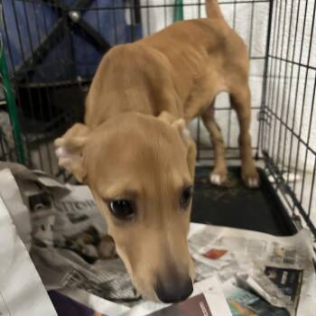 Kangaroo -  Shepherd Dog for Adoption in Edinburg, Texas - Kangaroo | PetCurious