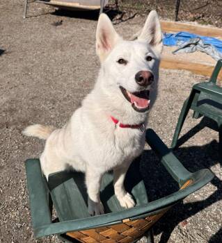 Husky Dogs Available for Adoption in Elmsford, New York - Snowy | PetCurious