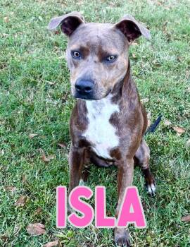 Rescue Pit Bull Terrier Dogs for Adoption in Shalimar, Florida - Isla | PetCurious