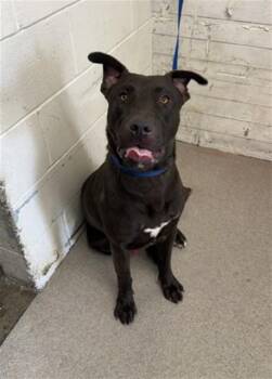 GREG -  Labrador Retriever and Mixed Breed Dog for Adoption in San Bernardino, California - GREG | PetCurious