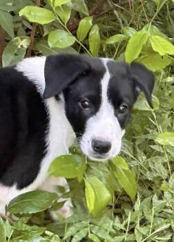 Maverick -  Labrador Retriever and Pointer Dog for Adoption in Clearwater, Florida - Maverick | PetCurious