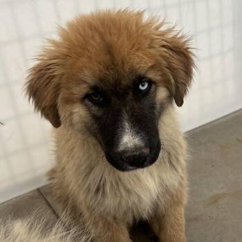 Apple -  Great Pyrenees and Saint Bernard Dog for Adoption in Taos, New Mexico - Apple | PetCurious