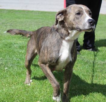Labrador Retriever Dogs Available for Adoption in Heath, Ohio - Ella (11789) | PetCurious