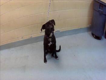 TUCKER -  Pit Bull Terrier and Mixed Breed Dog for Adoption in Tulsa, Oklahoma - TUCKER | PetCurious
