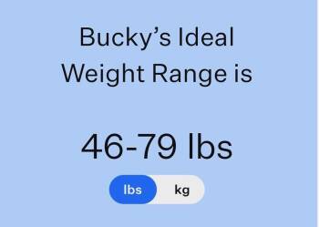 German Shepherd Dog and Poodle Dogs Available for Adoption in Frisco, Texas - Bucky | PetCurious