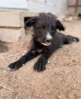 Toast -  Schnauzer and Mixed Breed Dog for Adoption in Severance, Colorado - Toast | PetCurious