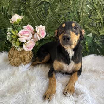 Black Mouth Cur Dogs Available for Adoption in Richmond, Virginia - Julien | PetCurious